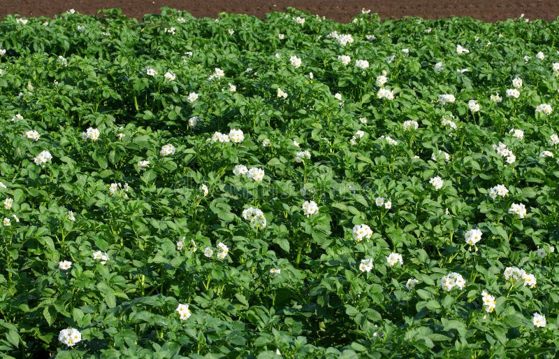 Blossoming potato plants