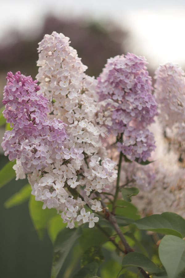 Blossoming purple lilacs in the spring. Selective soft focus, shallow depth of field. Blurred image, spring. Background stock image Blossoming purple lilacs in the spring. Selective soft focus, shallow depth of field. Blurred image, spring. Background stock image