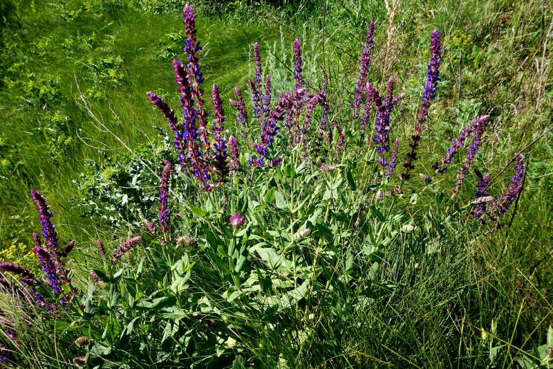 Blossoming Purple Sage in a Meadow. Useful and Medicinal Herb Stock