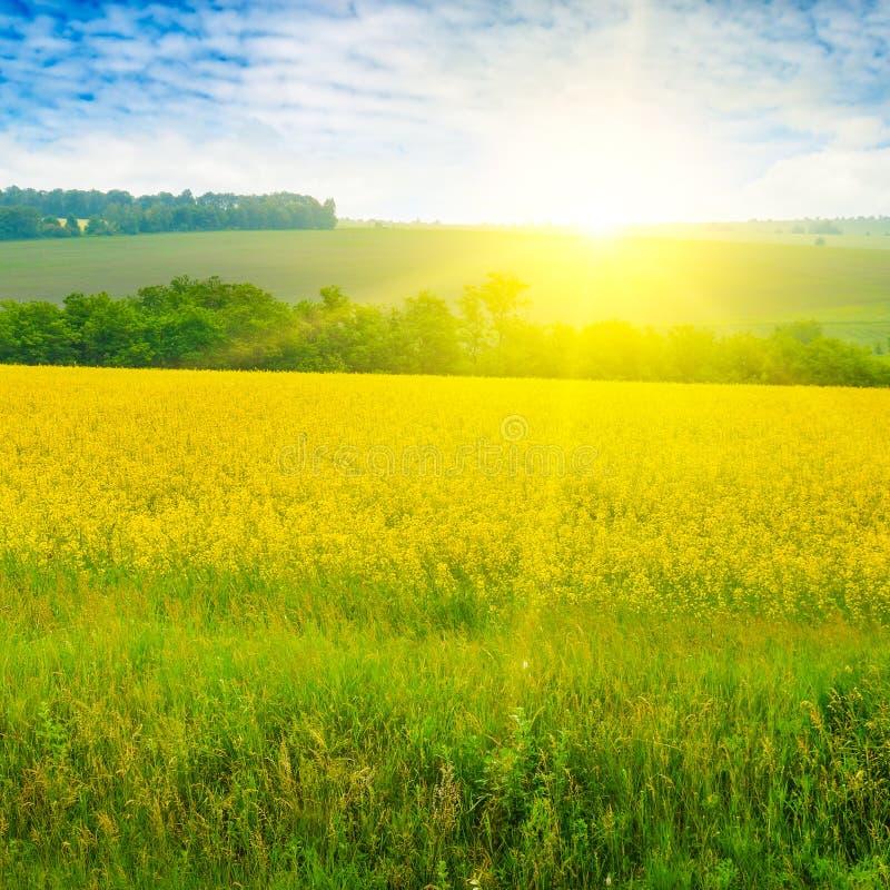 Canola field and sun on blue sky royalty free stock images