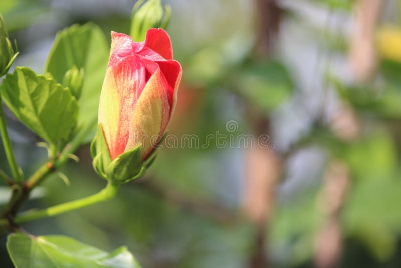 A blossoming red color hibiscus on focus. It is always pleasure and joy watching these beautiful flowers. Opening up petals. stock image A blossoming red color hibiscus on focus. It is always pleasure and joy watching these beautiful flowers. Opening up petals. stock image
