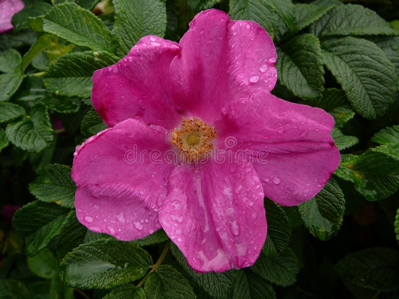 Blossoming Red Flower With Raindrops Stock Photo Image Of Macro