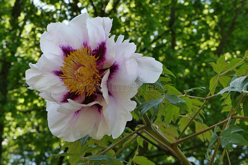 Blossoming spring flower of Rock\'s Peony plant, latin name Paeonia Rockii royalty free stock photography