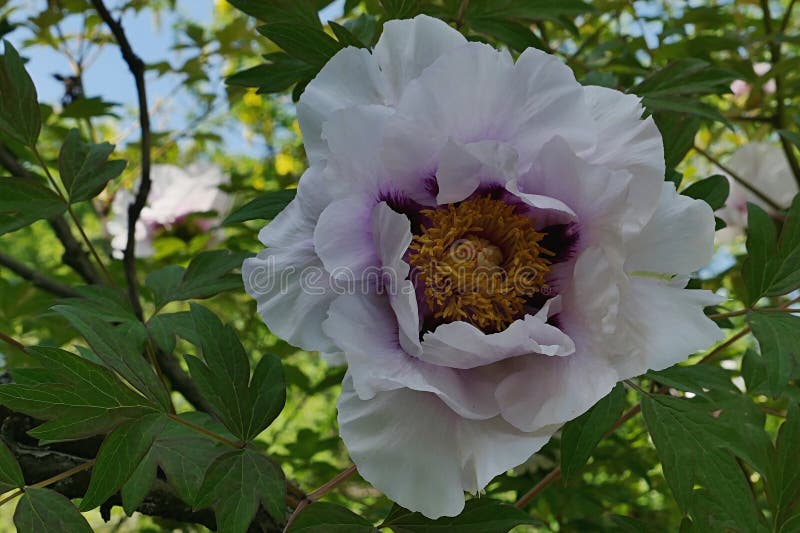 Blossoming spring flower of Rock\'s Peony plant, latin name Paeonia Rockii stock photography
