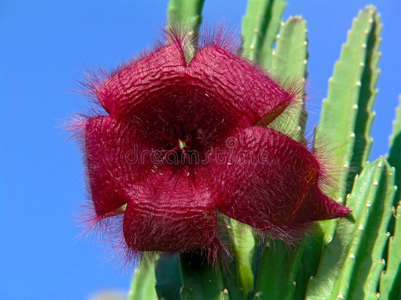 Blossoming Stapelia asterias.