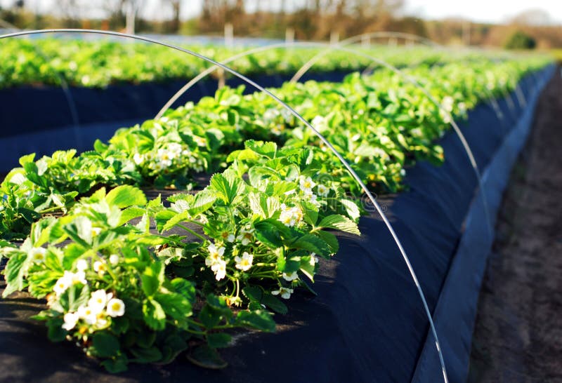 Blossoming strawberry field