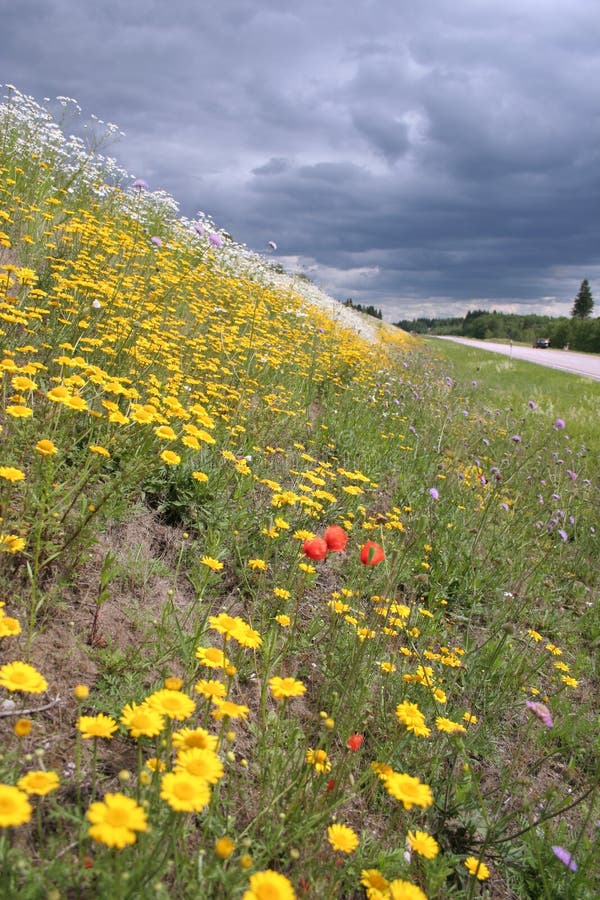 Blossoming summer meadow