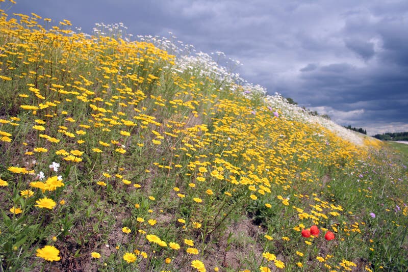 Blossoming summer meadow