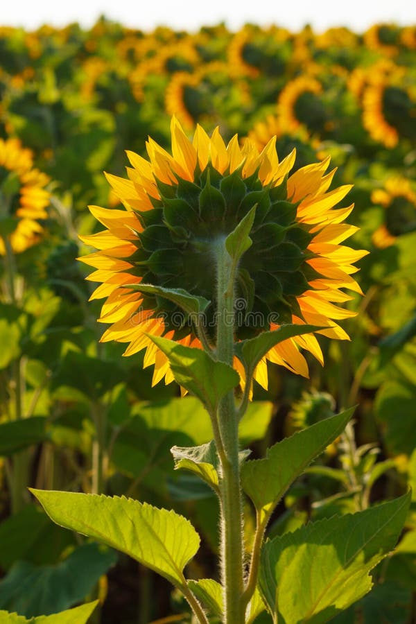 The blossoming sunflower close up against the sun stock photography The blossoming sunflower close up against the sun stock photography