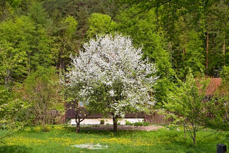 A blossoming tree amidst a pine forest in the Gader Valley in the Great Fatra Mountains.