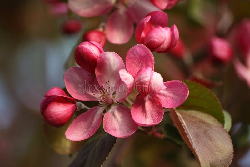 Blossoming tree branch