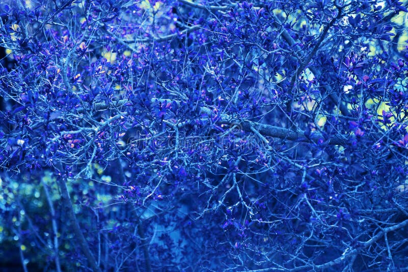 The Blossoming Tree Branch in the Spring. Classic Blue Stock Photo