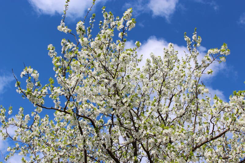 Blossoming tree of plum on background of blue sky stock photography Blossoming tree of plum on background of blue sky stock photography