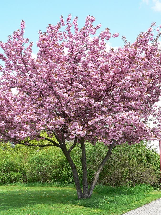 Blossoming tree in spring stock image. Image of blossom 2814577