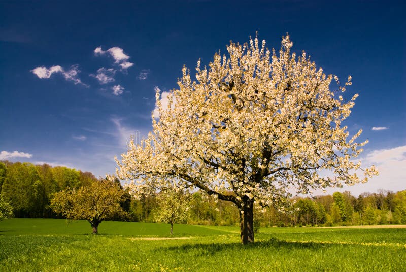 Blossoming apple tree in spring in rural scenery with deep blue sky. Blossoming apple tree in spring in rural scenery with deep blue sky