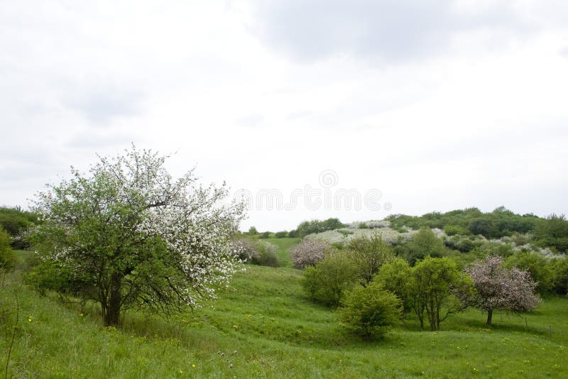 Blossoming tree in spring in rural scenery, agriculture