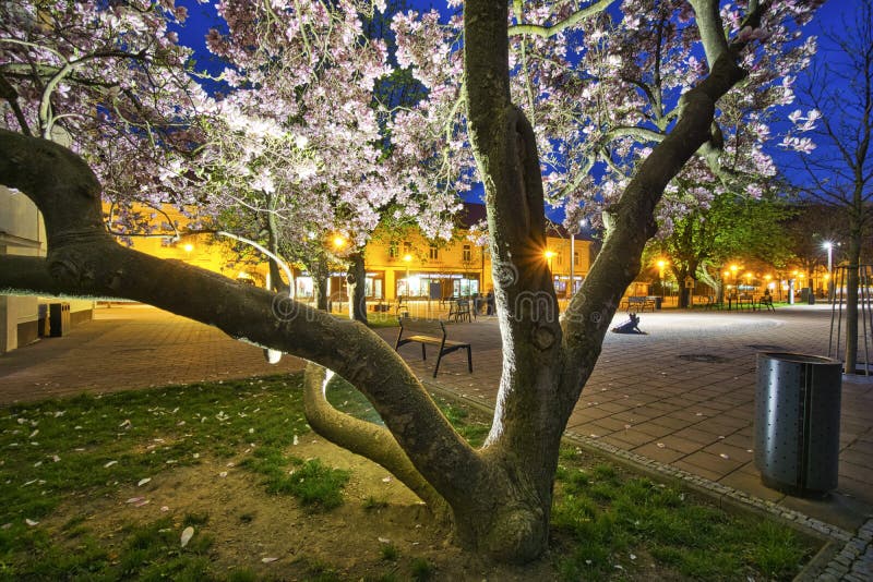 Blossoming tree  in Trencianske Teplice spa town