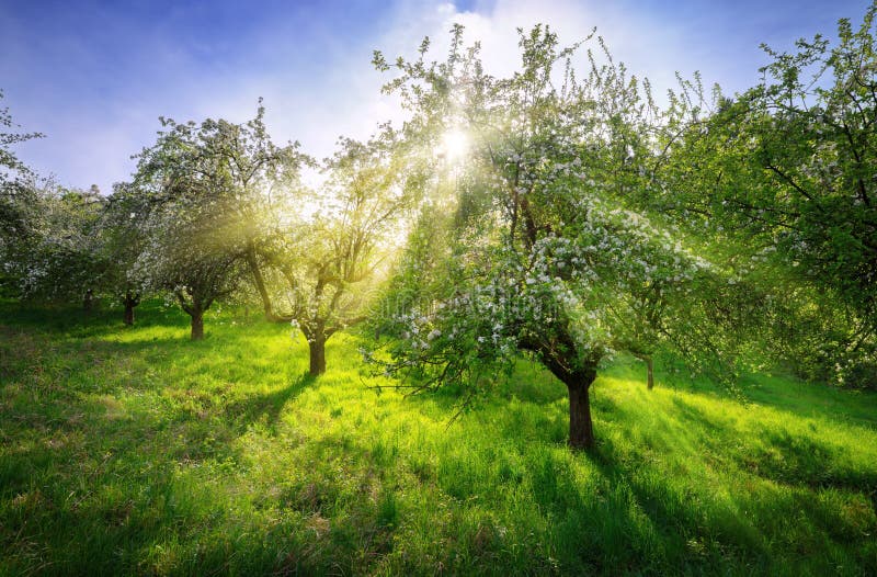 Blossoming trees in a dreamy spring scenery royalty free stock photo