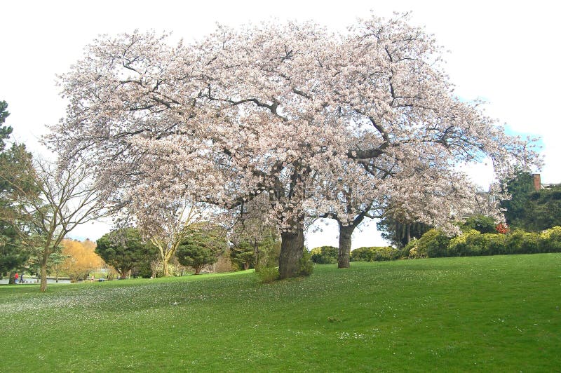 Blossoming trees royalty free stock photography