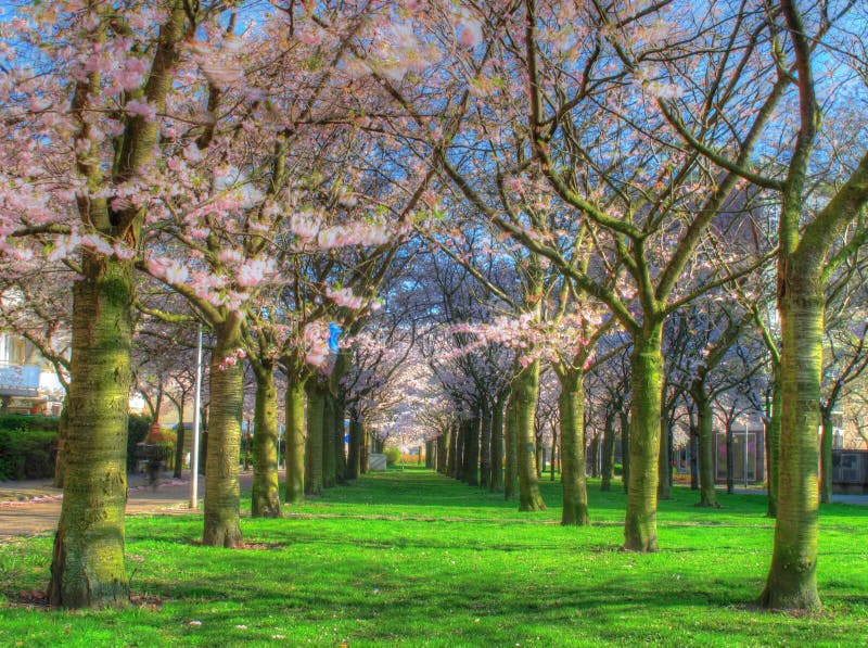 Blossoming trees in a park stock photo