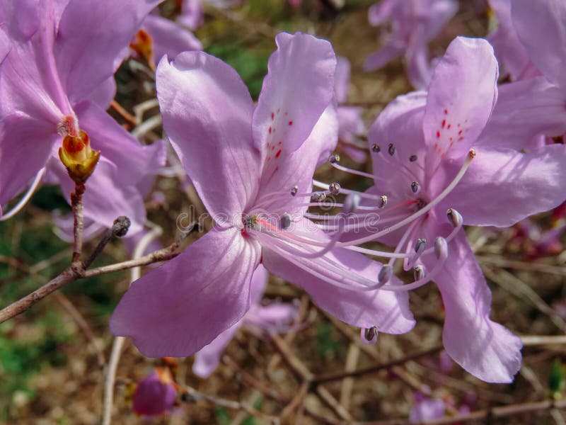 Blossoming trees in spring stock photography