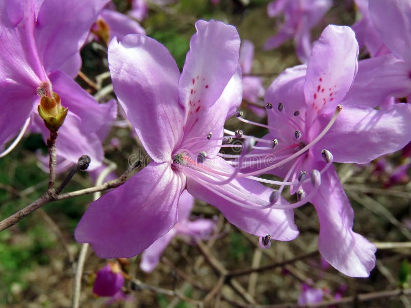 Blossoming trees in spring stock photo
