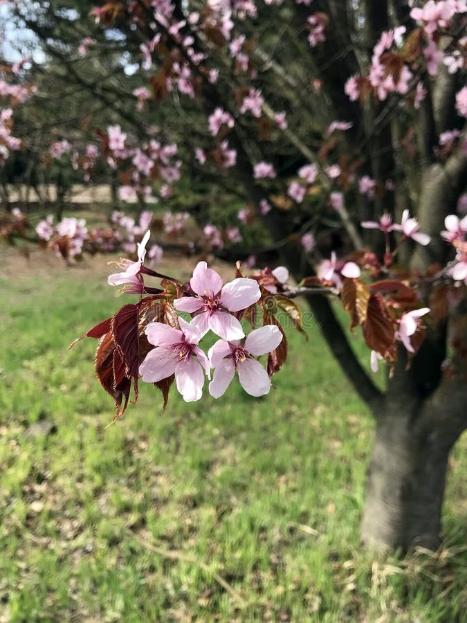 Blossoming trees in spring royalty free stock photos