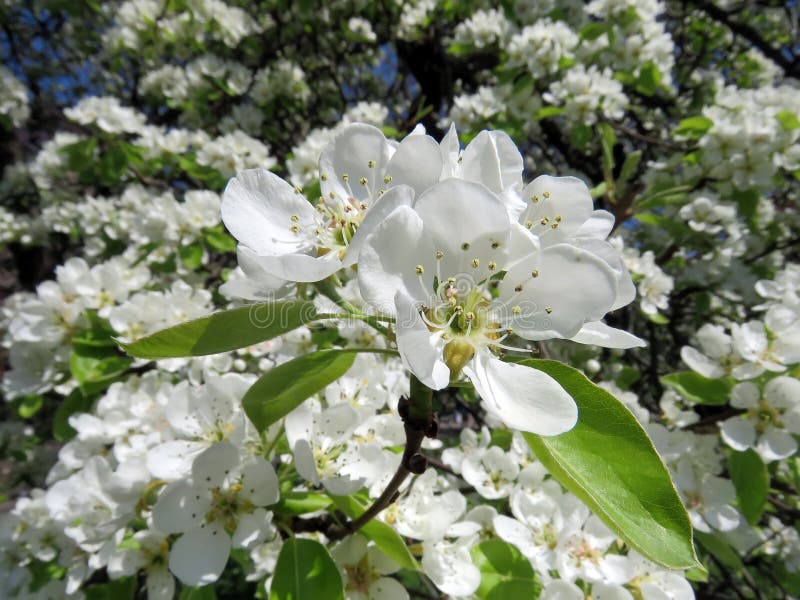 Blossoming trees in spring stock photos