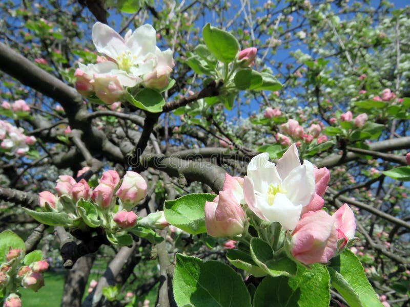 Blossoming trees in spring royalty free stock photos