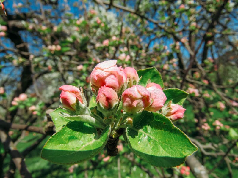 Blossoming trees in spring royalty free stock photos
