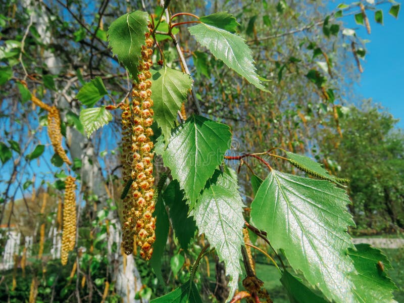 Blossoming trees in spring royalty free stock image