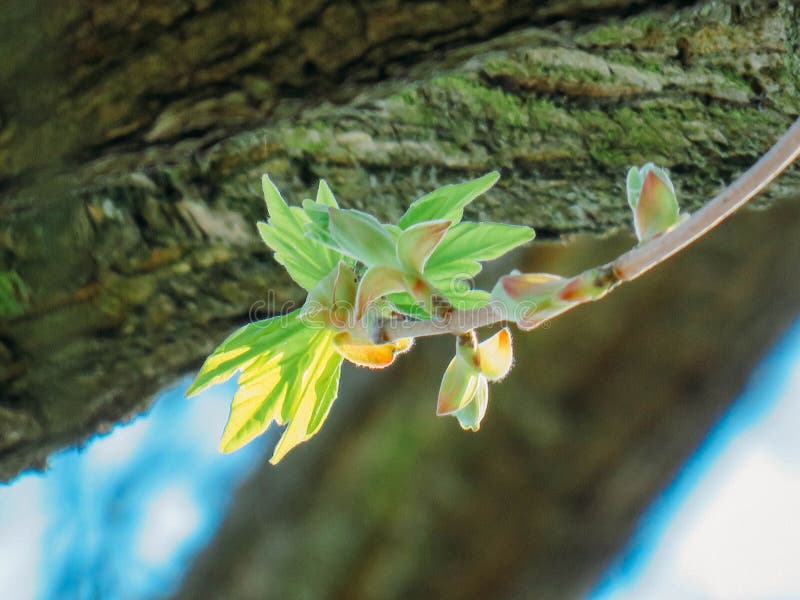 Blossoming trees in spring stock photos