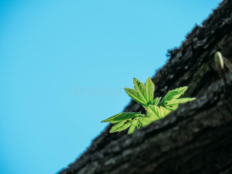 Blossoming trees in spring stock photos