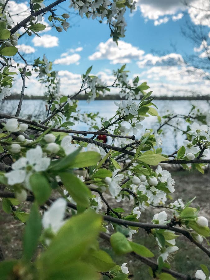 Blossoming trees in spring royalty free stock image