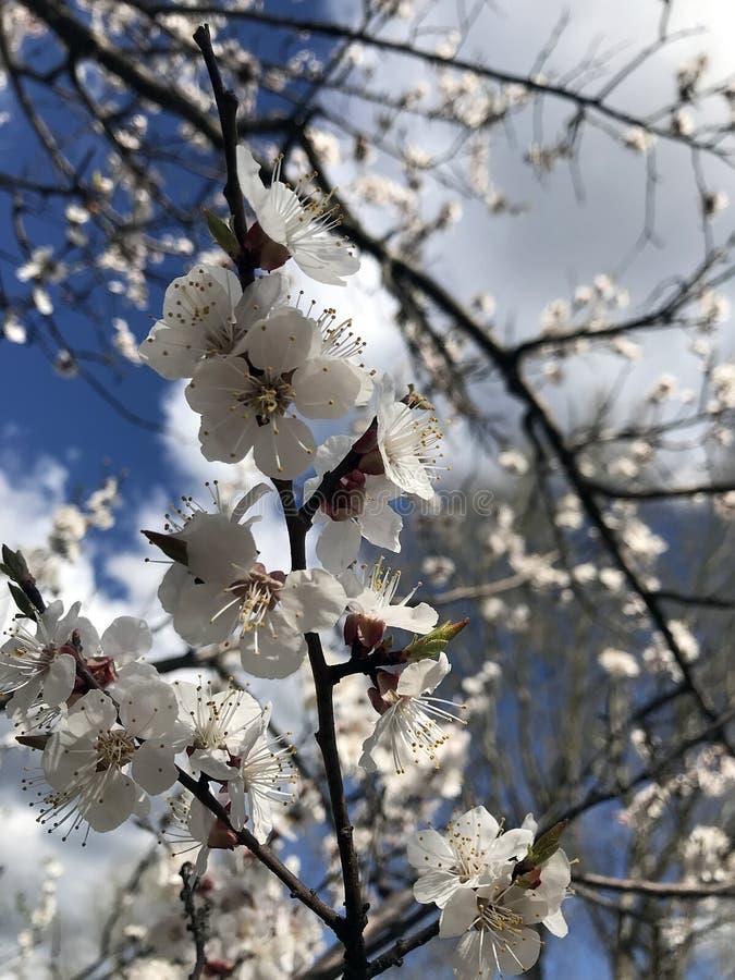 Blossoming trees in spring royalty free stock image