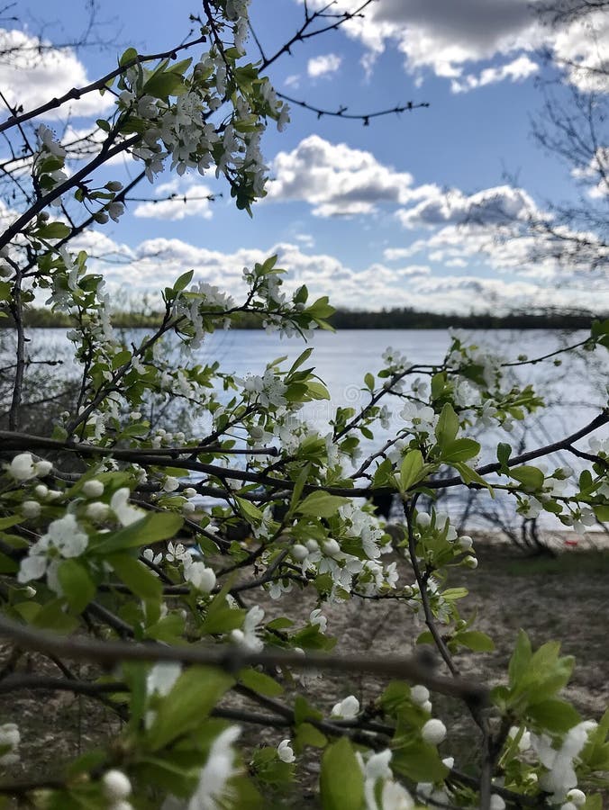 Blossoming trees in spring stock images
