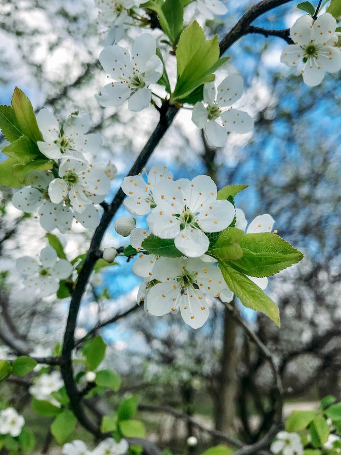 Blossoming trees in spring stock images
