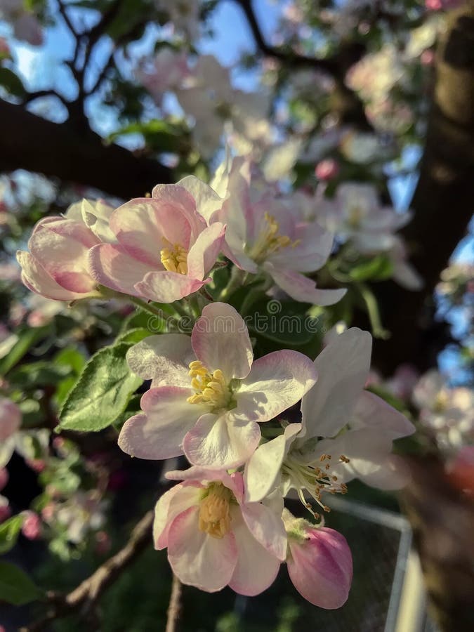 Blossoming trees in spring stock images