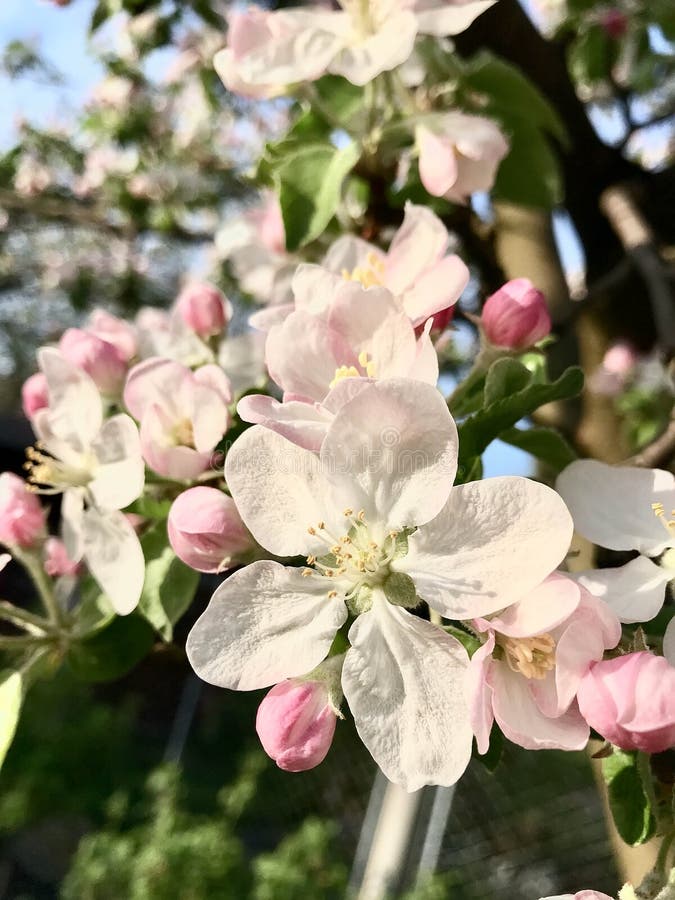 Blossoming trees in spring royalty free stock photos