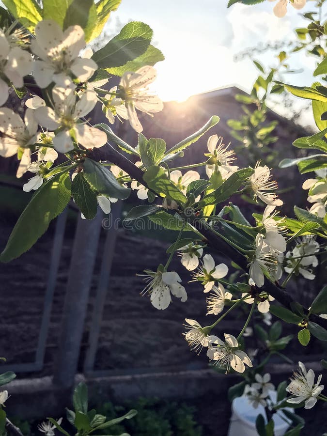 Blossoming trees in spring royalty free stock image