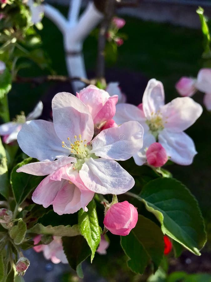Blossoming trees in spring royalty free stock photo