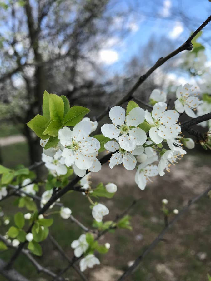 Blossoming trees in spring stock photography