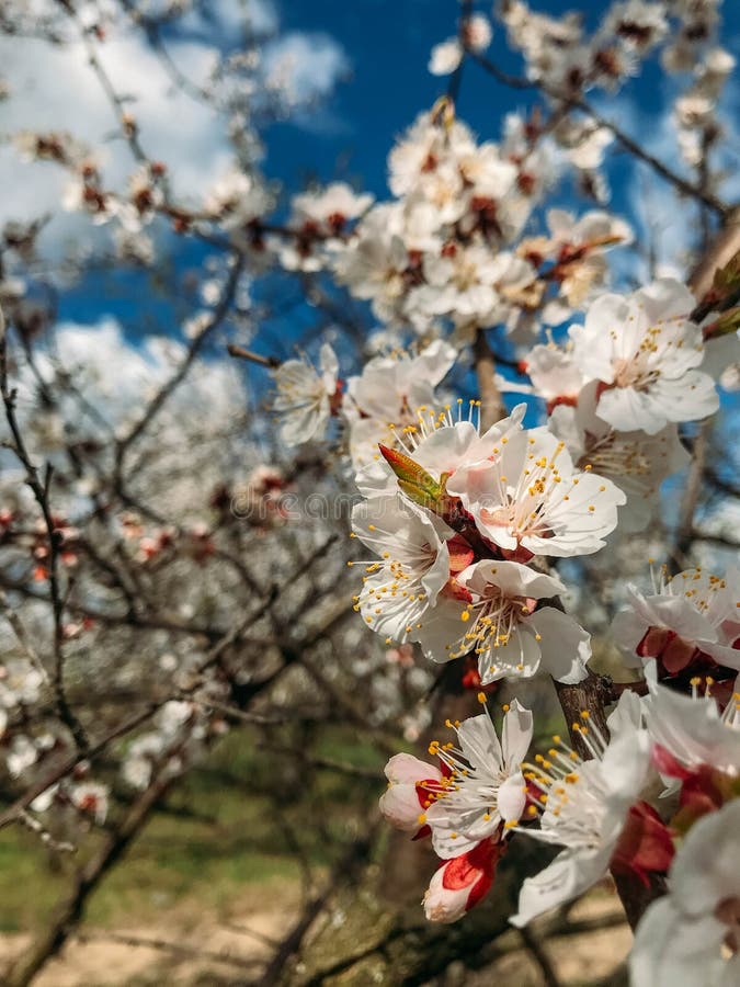 Blossoming trees in spring stock image