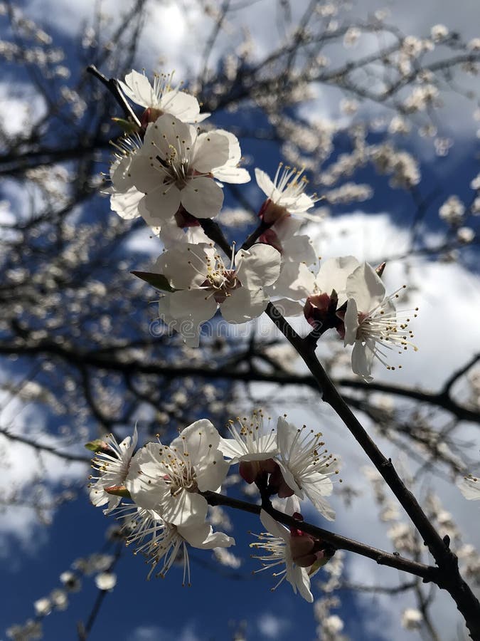 Blossoming trees in spring stock photography
