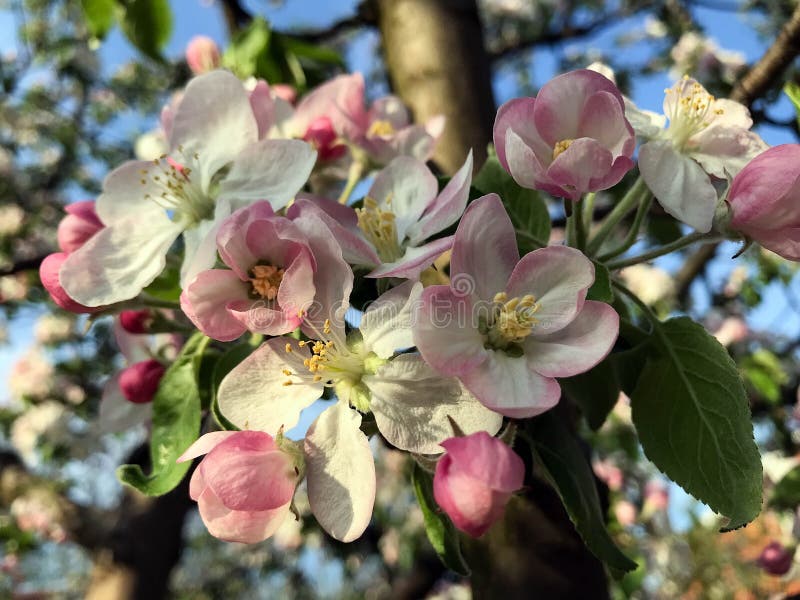 Blossoming trees in spring stock photo