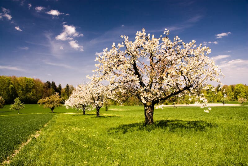 Blossoming trees in spring in rural scenery with deep blue sky