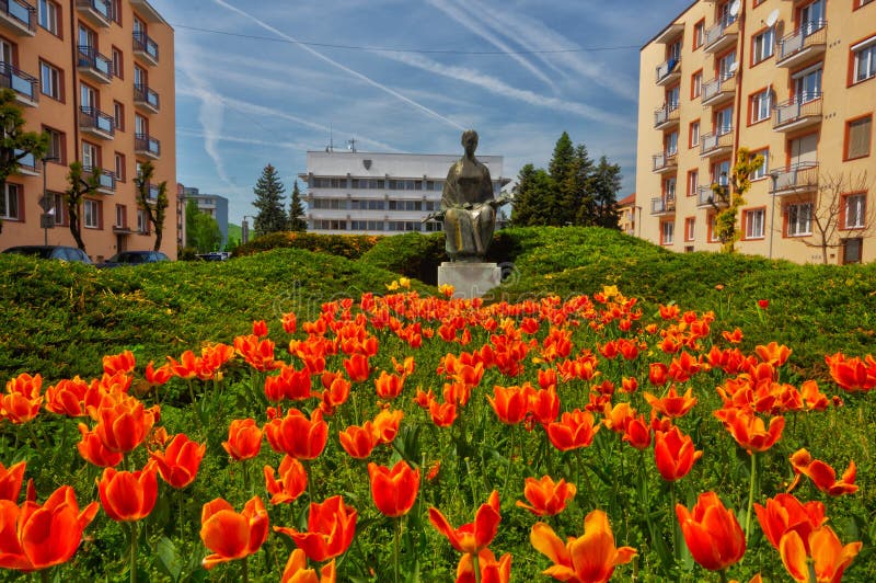 Kvetoucí květ tulipánů ve městě Zvolen