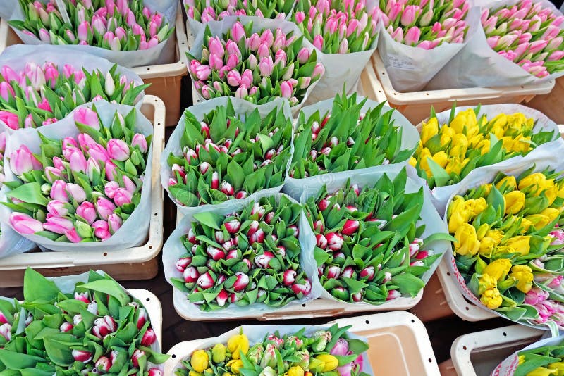 Tulips for Sale stock image. Image of sell, flower, bulbs 71000855
