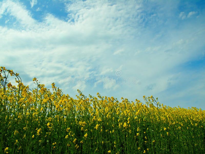 Blossoming turnip stock image. Image of simferopol, turnip 7691137
