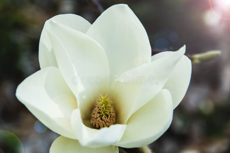 Blossoming white of magnolia flowers in spring time